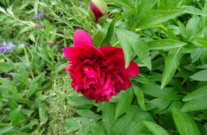 les pivoines du jardin