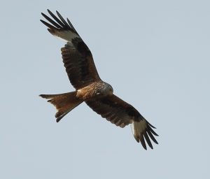 RAPACE 0 (4)